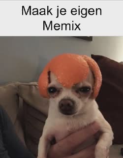 Dog Looks Ahead Wearing Orange Peel 