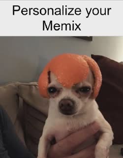 Dog Looks Ahead Wearing Orange Peel 