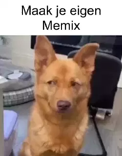 Dog Shakes Head In Confusion 