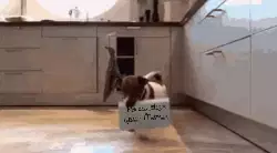 Dog Carries Piece Of Paper To Owner 