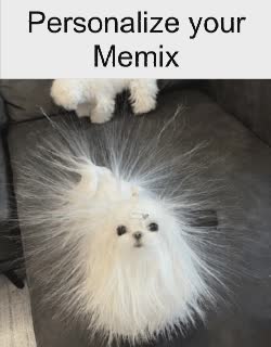 dog-static-fur