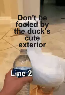 Don't be fooled by the duck's cute exterior meme