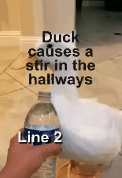 Duck causes a stir in the hallways meme