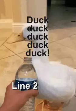 Duck duck duck duck duck! meme
