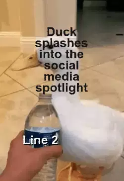 Duck splashes into the social media spotlight meme