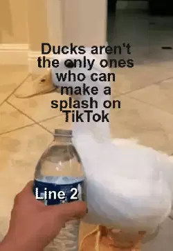 Ducks aren't the only ones who can make a splash on TikTok meme