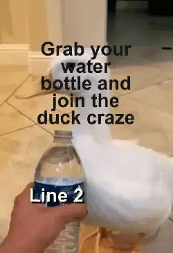 Grab your water bottle and join the duck craze meme