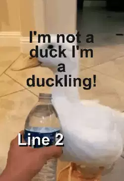 I'm not a duck I'm a duckling! meme
