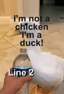 I'm not a chicken I'm a duck! meme