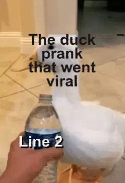 The duck prank that went viral meme