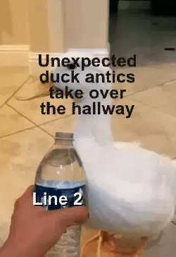 Unexpected duck antics take over the hallway meme