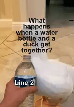What happens when a water bottle and a duck get together? meme