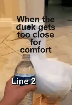 When the duck gets too close for comfort meme