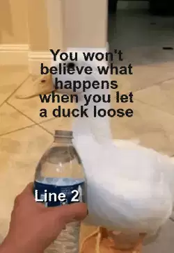 You won't believe what happens when you let a duck loose meme