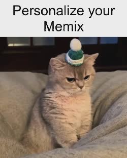 Cat Car Crash Meme, GIF - Share with Memix