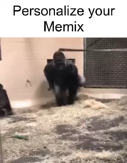 Gorilla Slides Up To Glass 