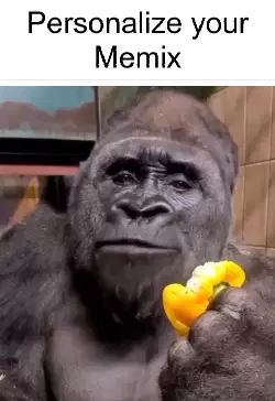 A Gorilla Eats A Piece Of Fruit 