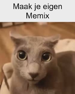 Cat Car Crash Meme, GIF - Share with Memix