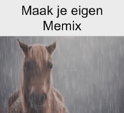 Horse Stares At Owner In Rain 