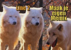 Three Wolves Laugh With One Another 