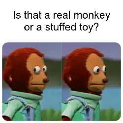 Is that a real monkey or a stuffed toy? meme