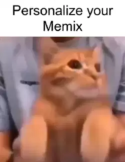 orange-cat-forced-dance