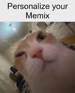 orange-cat-wink-stare