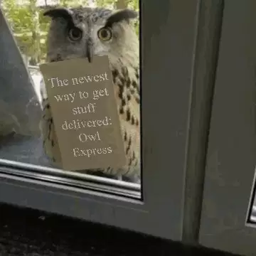 The newest way to get stuff delivered: Owl Express meme