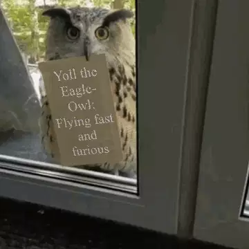 Yoll the Eagle-Owl: Flying fast and furious meme
