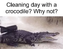 Cleaning day with a crocodile? Why not? meme