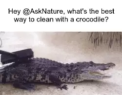 Hey @AskNature, what's the best way to clean with a crocodile? meme