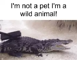 I'm not a pet I'm a wild animal! meme