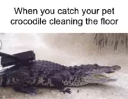 When you catch your pet crocodile cleaning the floor meme