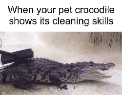 When your pet crocodile shows its cleaning skills meme