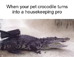 When your pet crocodile turns into a housekeeping pro meme