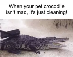 When your pet crocodile isn't mad, it's just cleaning! meme