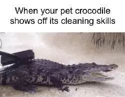 When your pet crocodile shows off its cleaning skills meme