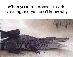 When your pet crocodile starts cleaning and you don't know why meme