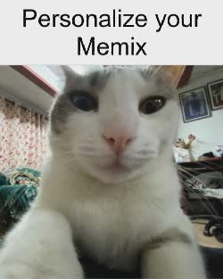 selfie-white-cat