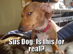 Sus Dog: Is this for real? meme