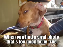 When you find a viral photo that's too good to be true meme