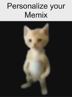 small-cat-orange