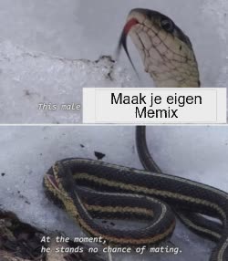 A Snake Hisses At Person 