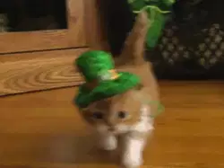Kitty Walks With St. Patrick's Hat 