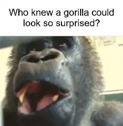 Who knew a gorilla could look so surprised? meme