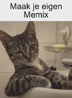 Sus Cat Meme 