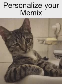 Sus Cat Meme 