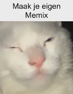 white-cat-wink