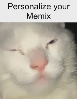white-cat-wink