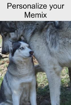 wolf-shocked